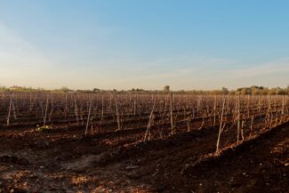 Weingut von Agricole de Palma